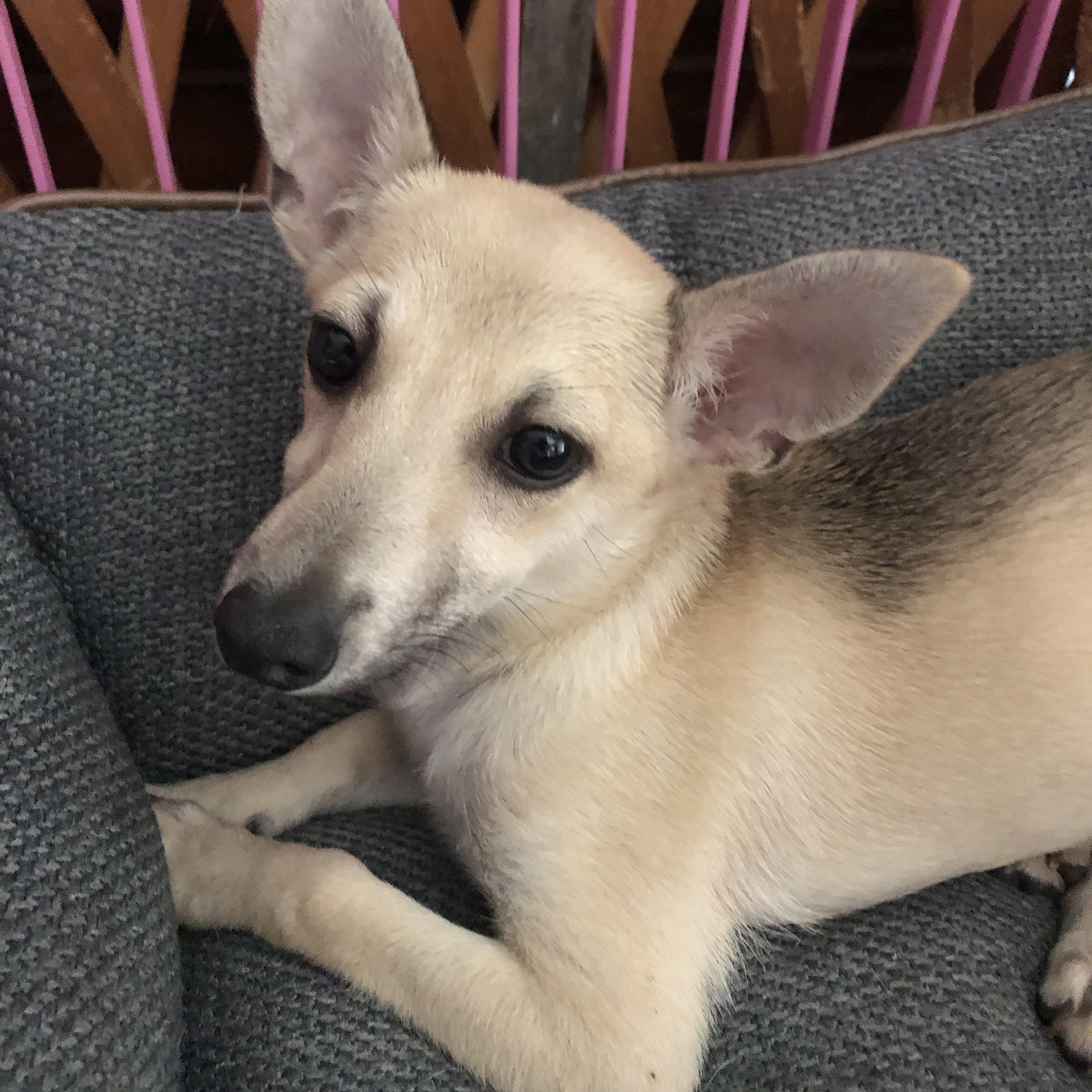 Enlarge Ming, a Adoptable mixed breed in Fresno, CA image 2/4