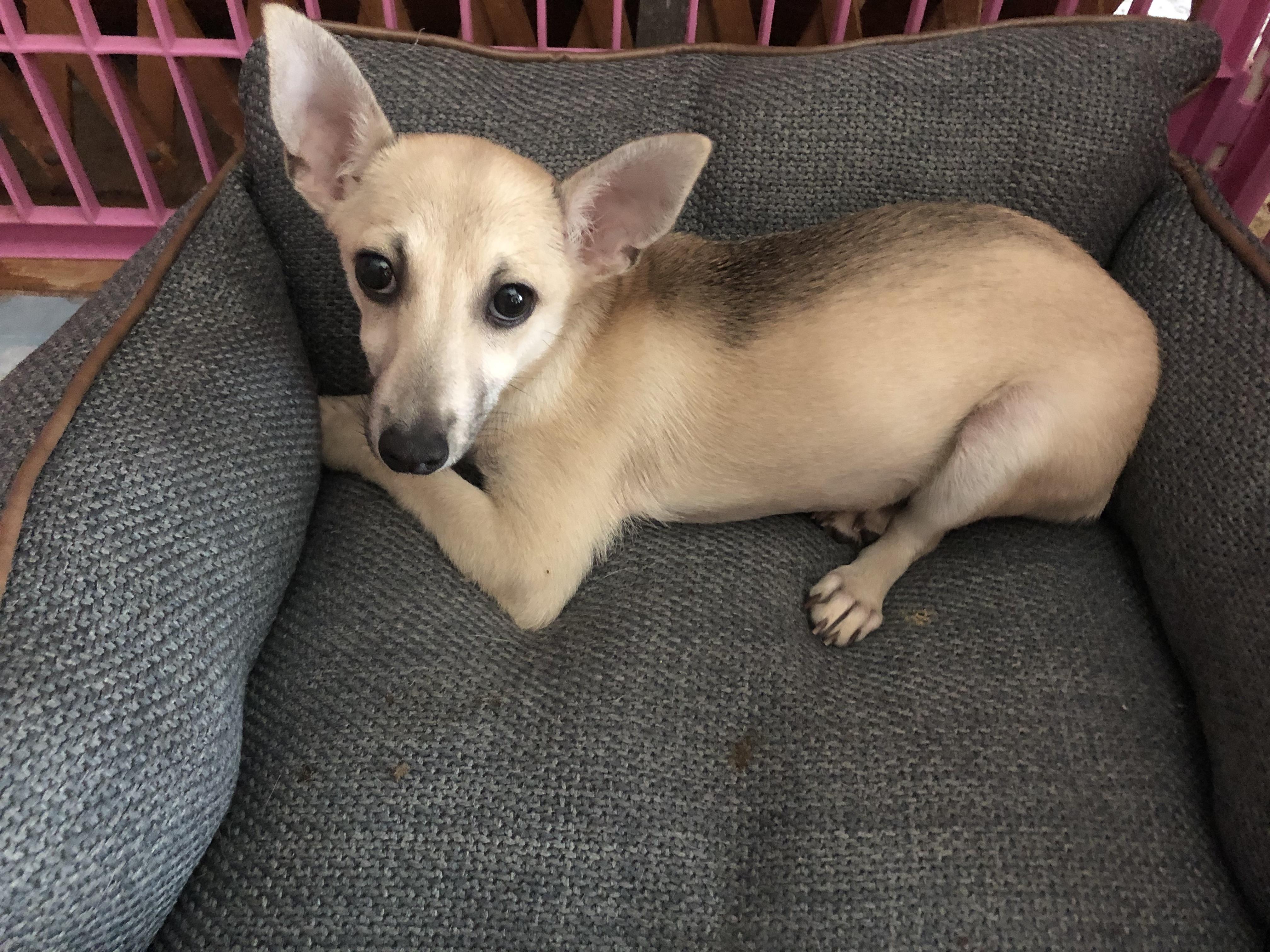 Enlarge Ming, a Adoptable mixed breed in Fresno, CA image 3/4
