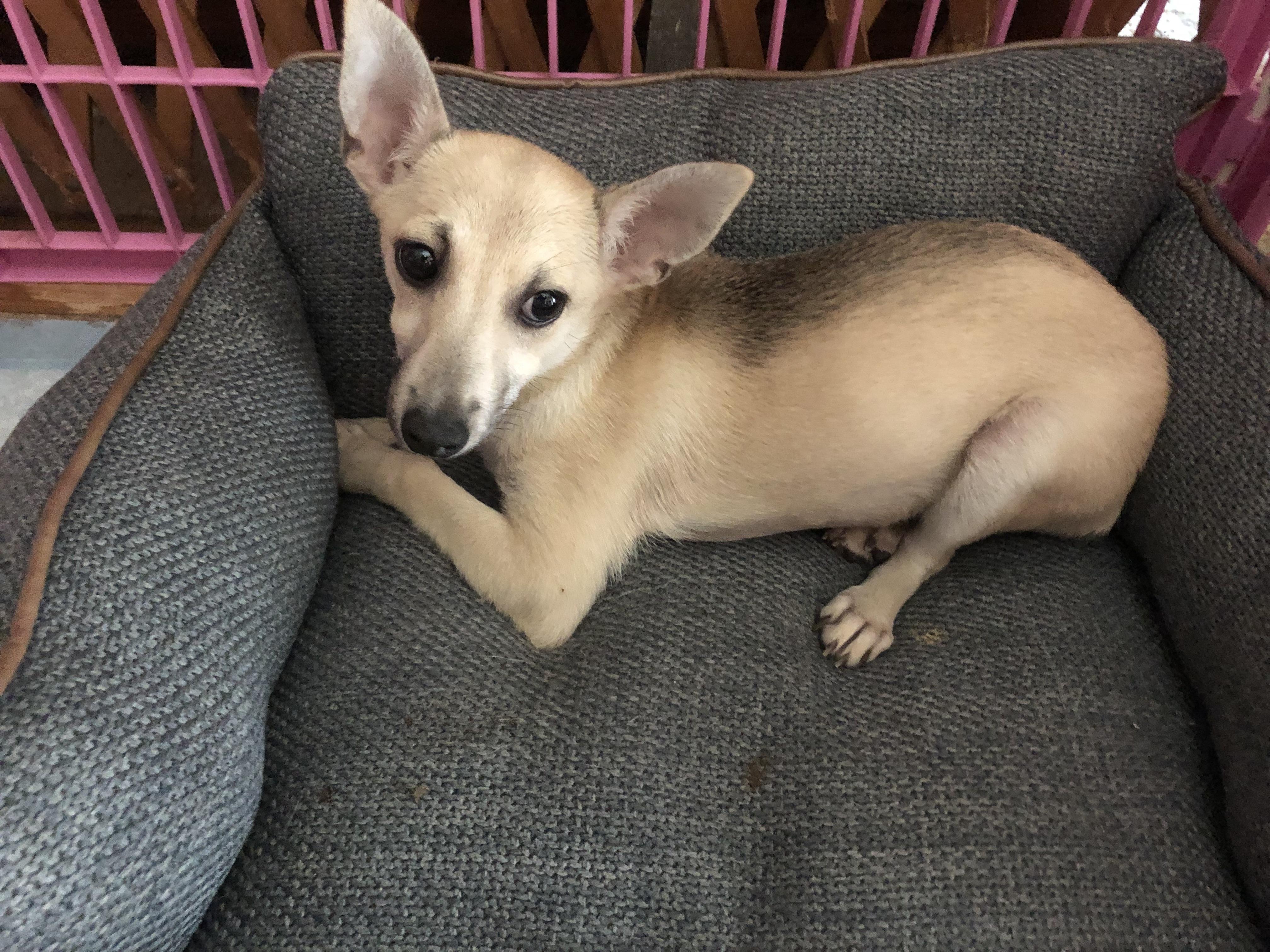 Enlarge Ming, a Adoptable mixed breed in Fresno, CA image 4/4