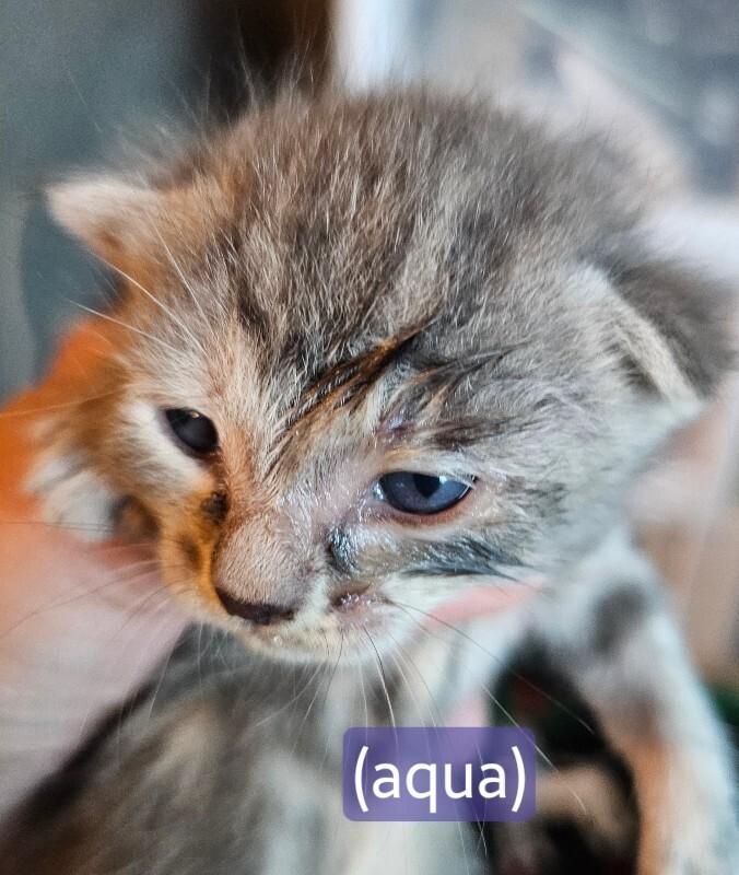Peaches, Adoptable, Kitten Female Tabby.