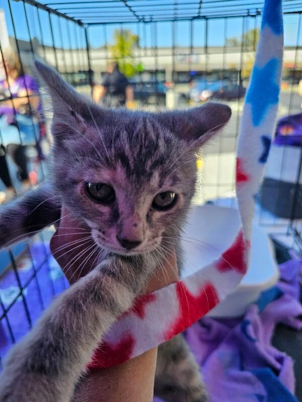 Enlarge Peaches, a Adoptable Tabby in Kennewick, WA image 2/2