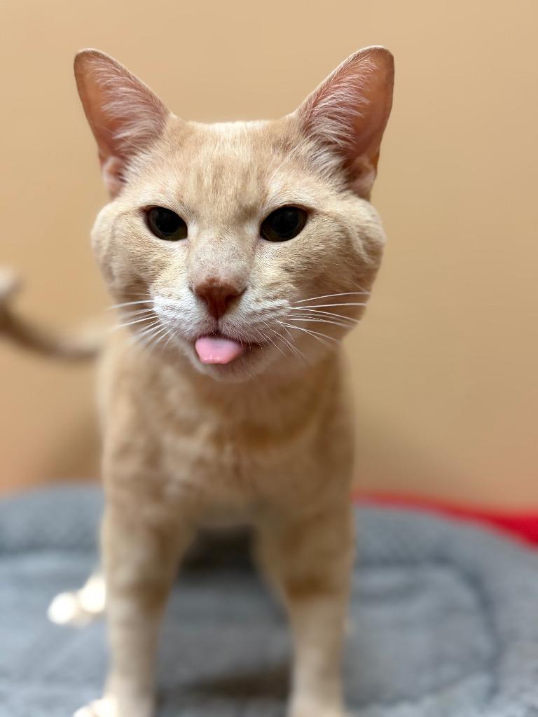 Howard, Adoptable, Adult Male Domestic Short Hair.