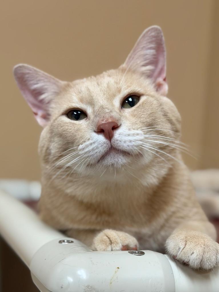 Enlarge Howard, a Adoptable Domestic Short Hair in Ocala, FL image 2/5