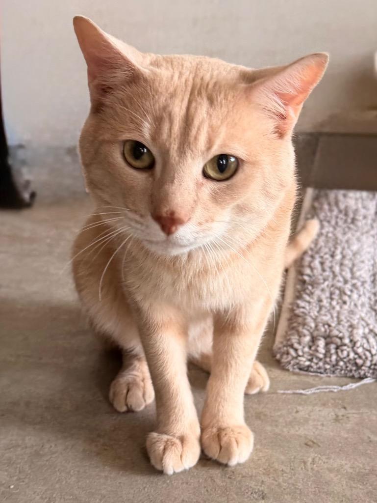 Enlarge Howard, a Adoptable Domestic Short Hair in Ocala, FL image 3/5