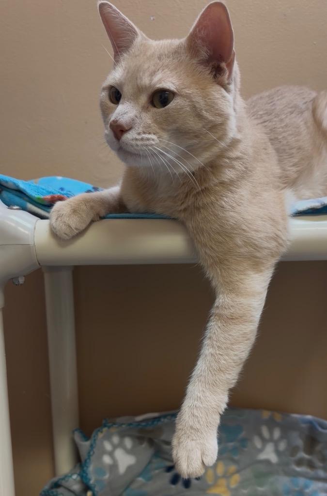 Enlarge Howard, a Adoptable Domestic Short Hair in Ocala, FL image 4/5
