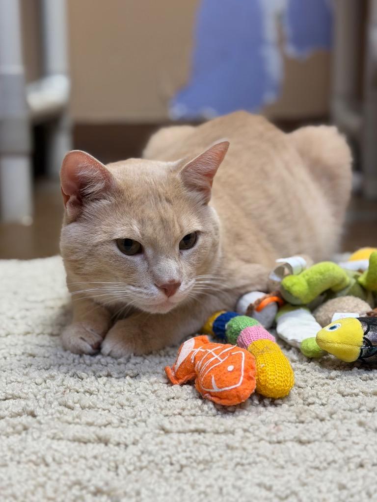 Enlarge Howard, a Adoptable Domestic Short Hair in Ocala, FL image 5/5