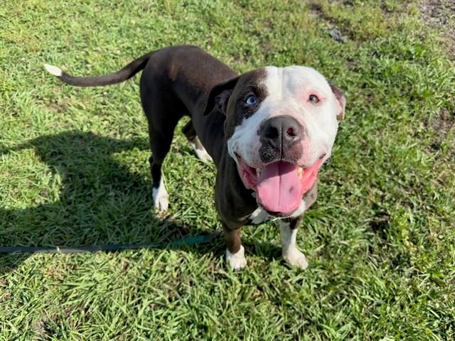 ZEUS, Adoptable, Adult Male Pit Bull Terrier.