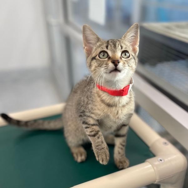 Hector, adopted, Young Male Domestic Short Hair.