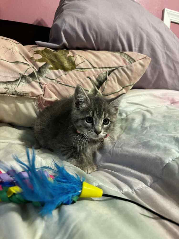 Lilo, Adoptable, Kitten Female Domestic Short Hair.