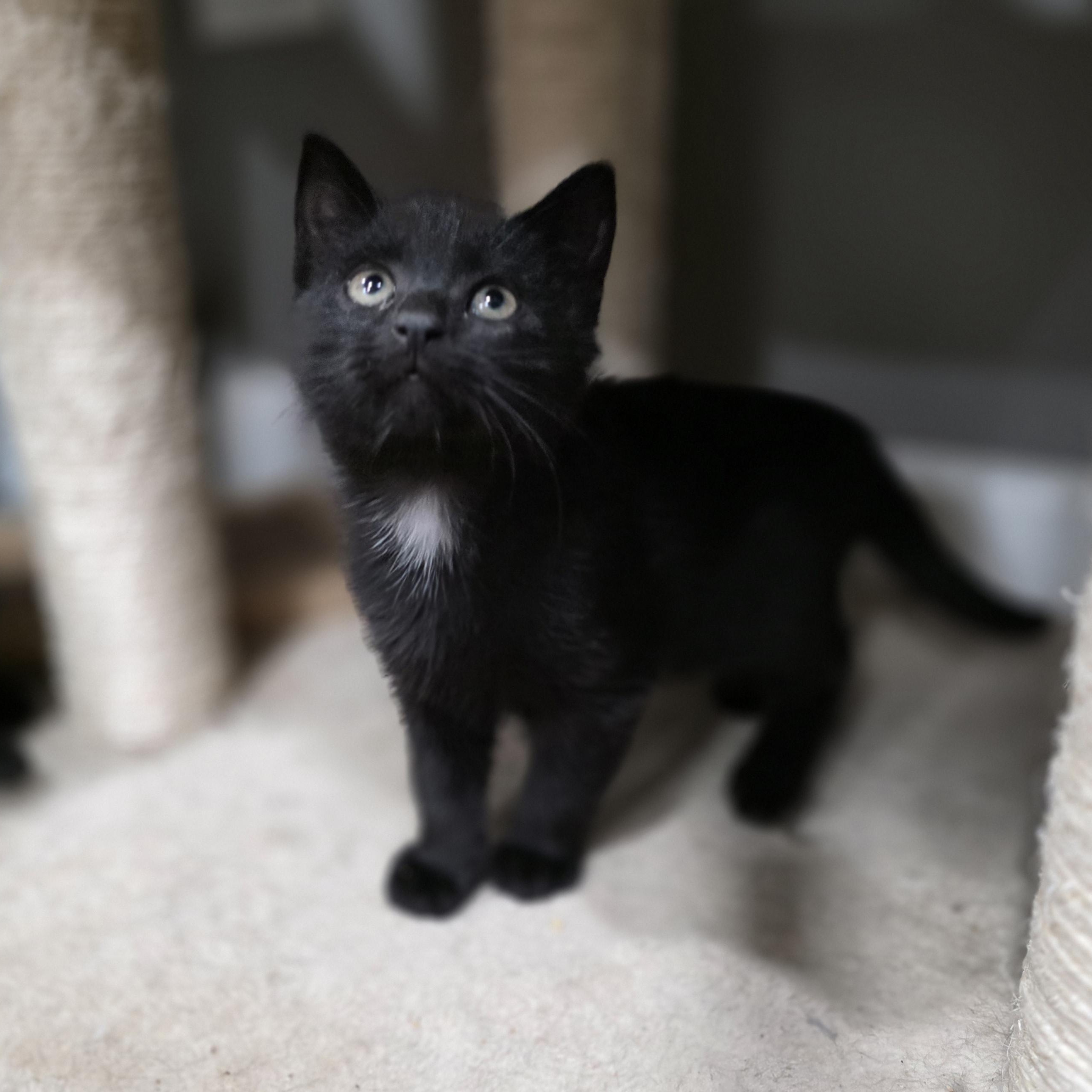 Blossom, Adoptable, Kitten Female Domestic Short Hair.