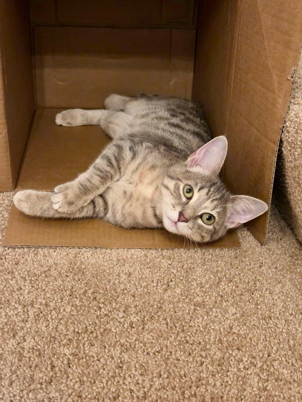 Enlarge Thunder, a Adoptable Domestic Short Hair in Lancaster, PA image 1/1
