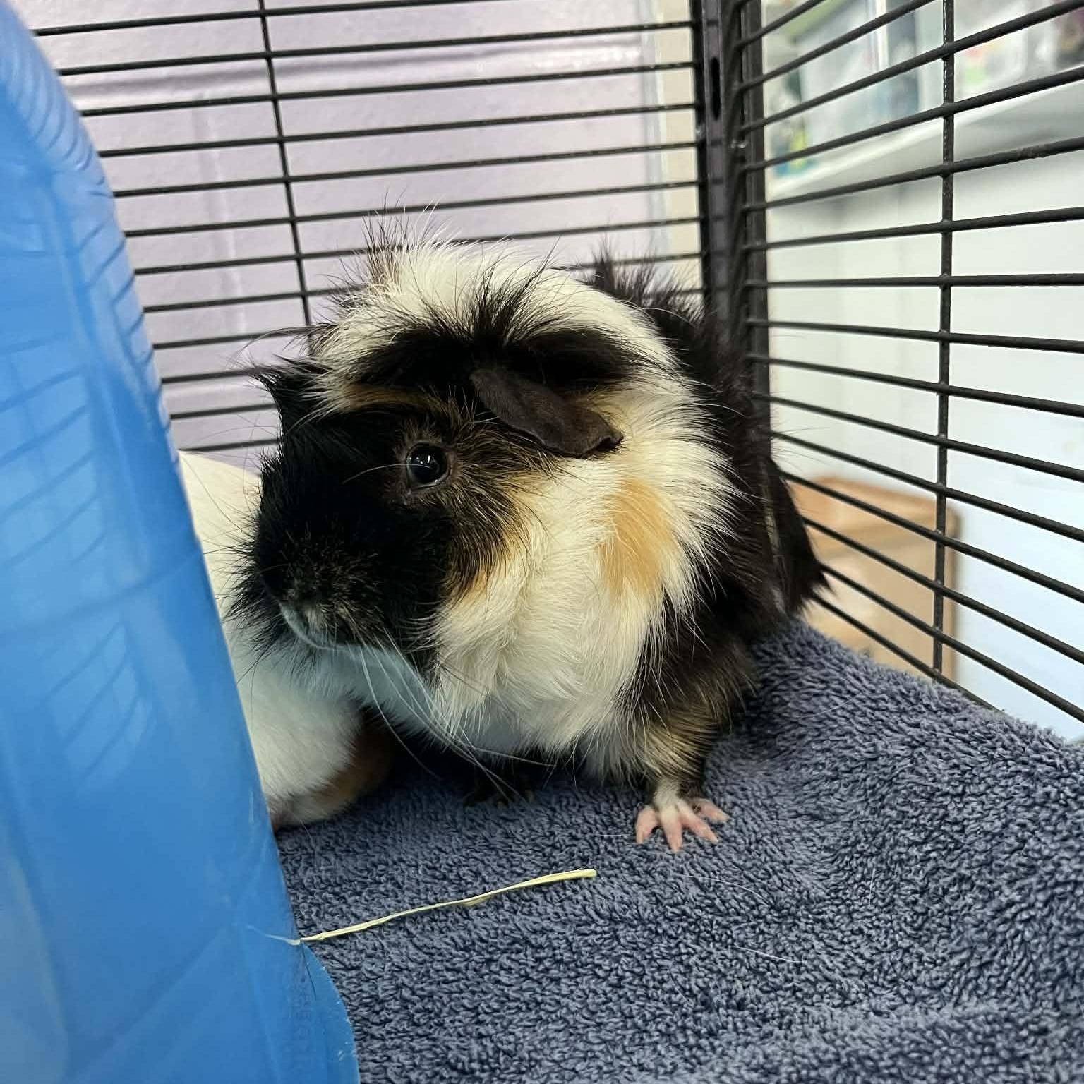 Enlarge Coolio, an adopted Guinea Pig in Syracuse, NY image 1/1