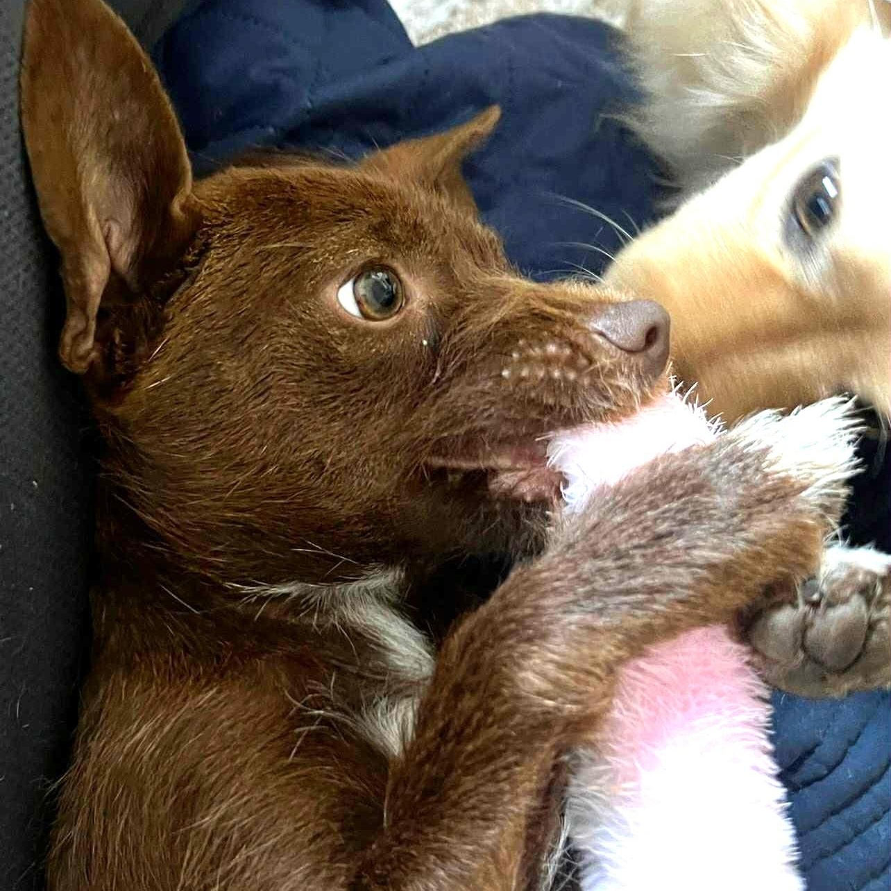 Enlarge Chip - Fun party boy!, a Adoptable mixed breed in Tacoma, WA image 2/6