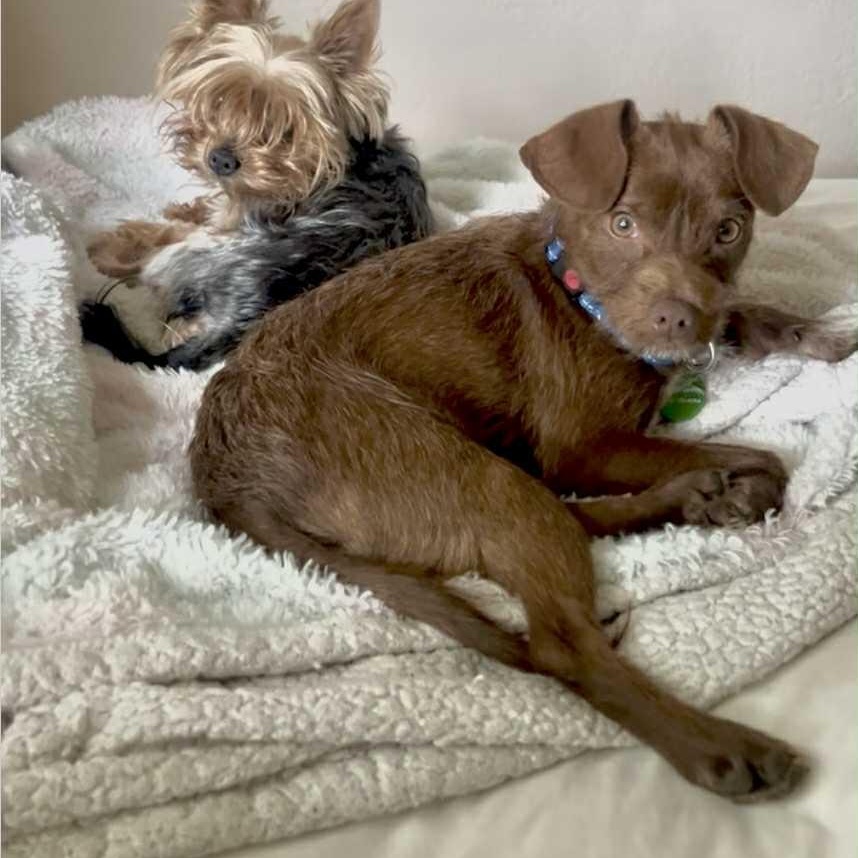 Chip  Fun Party thumbnail 3