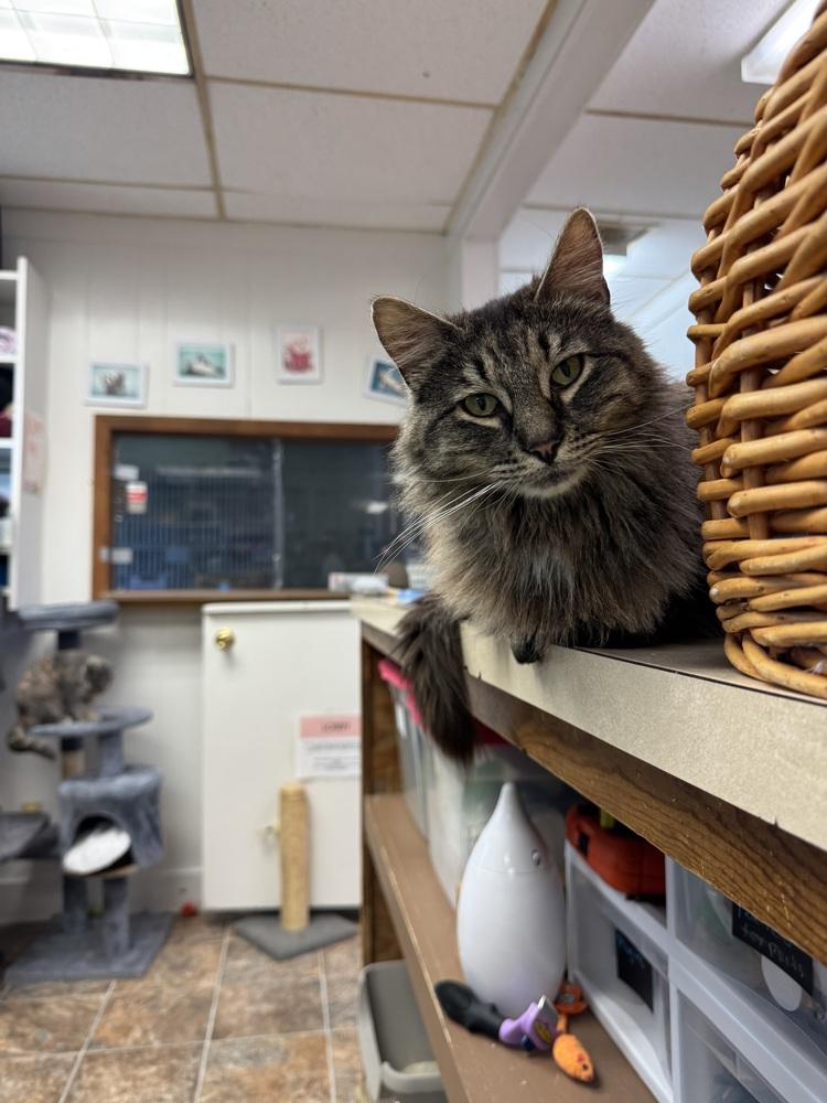Angus McFluff, Adoptable, Young Female Domestic Medium Hair.