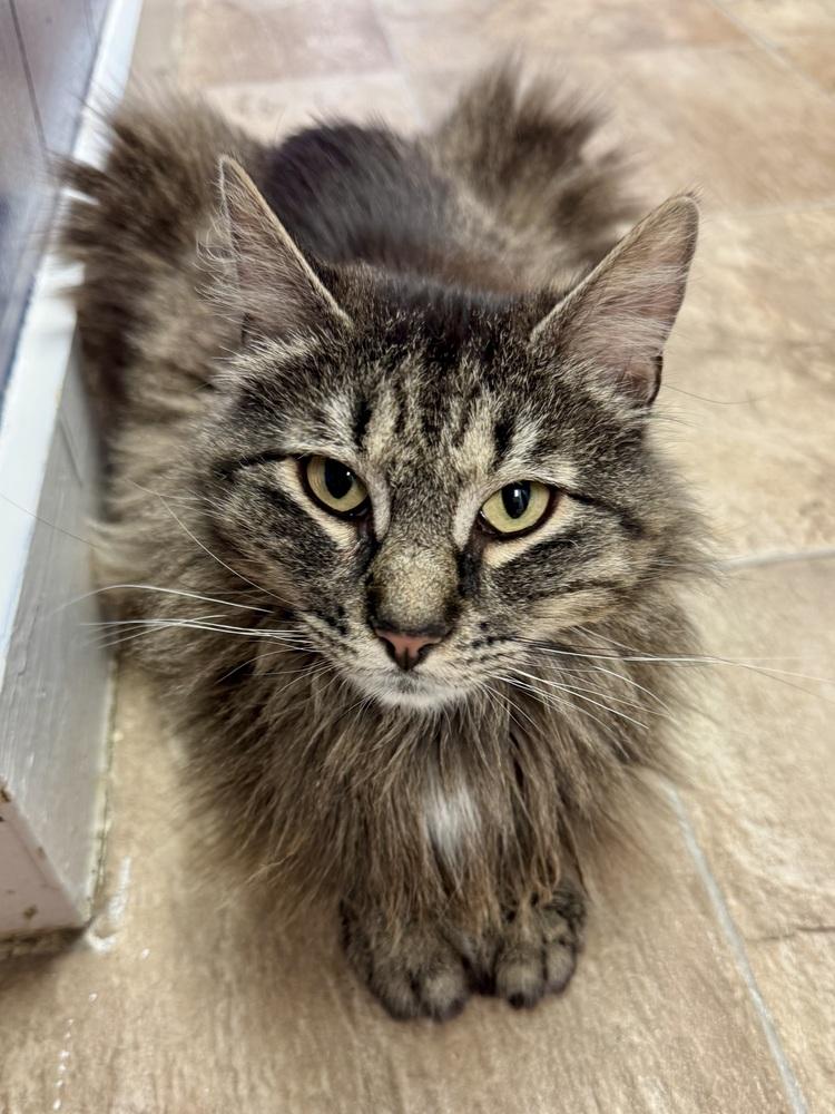 Angus McFluff, a Adoptable mixed breed in Papillion, NE image 2/5