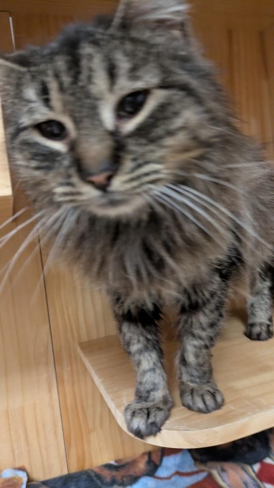 Angus McFluff, Adoptable, Young Female Domestic Medium Hair.