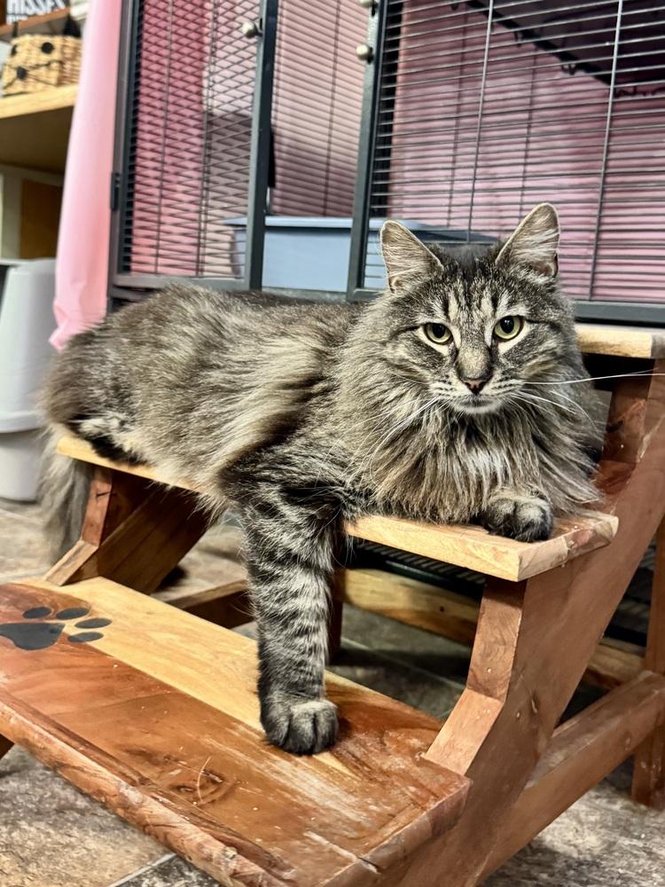 Angus McFluff, a Adoptable mixed breed in Papillion, NE image 3/5