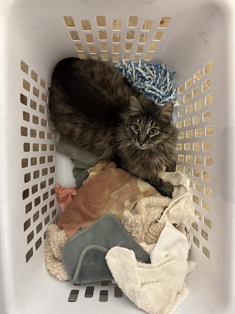 Angus McFluff, a Adoptable mixed breed in Papillion, NE image 4/5