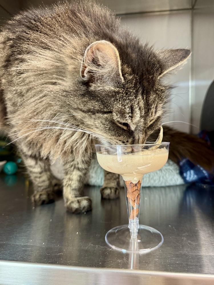 Angus McFluff, a Adoptable mixed breed in Papillion, NE image 5/5