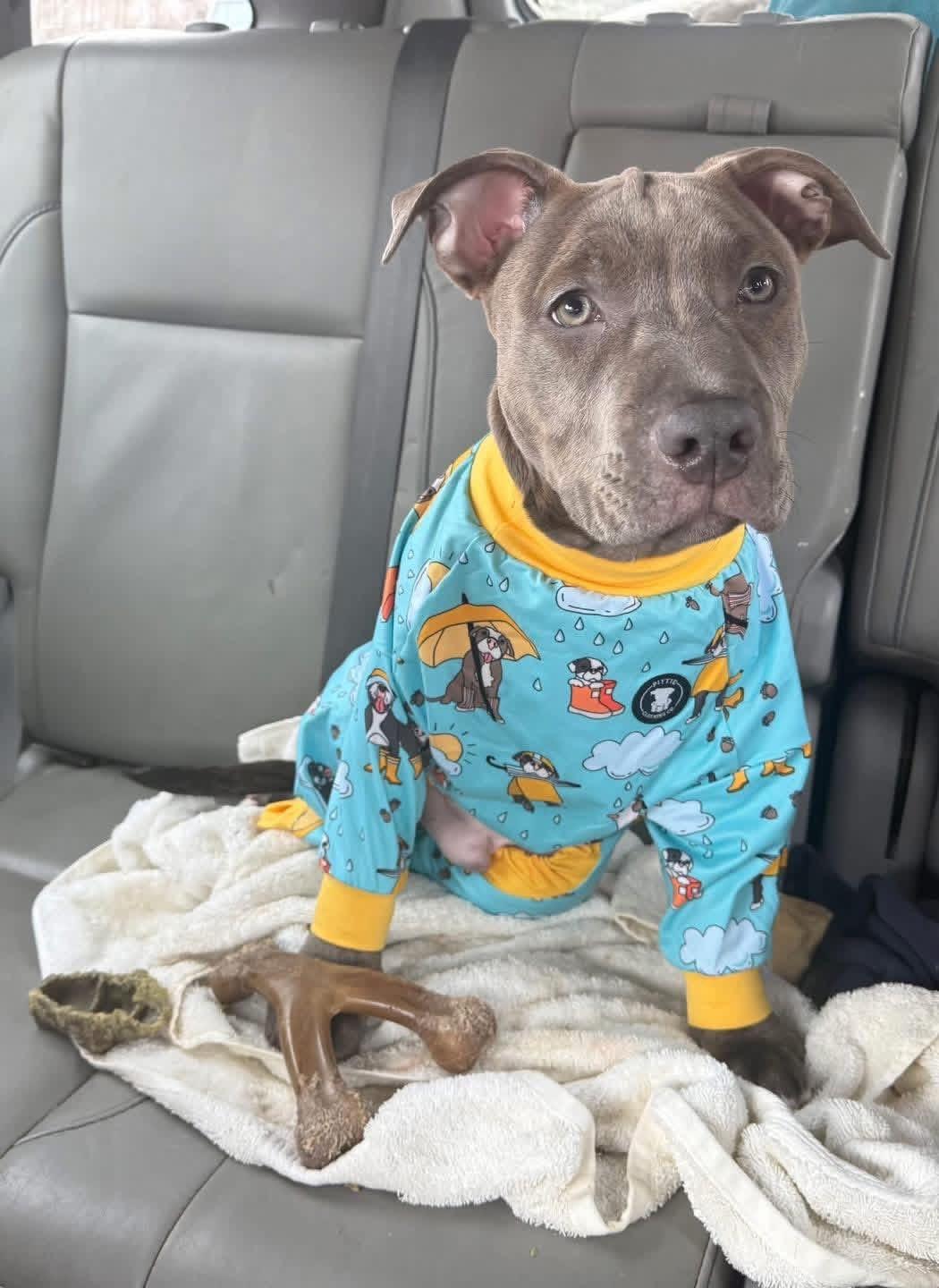 Enlarge Kaiser Steele (4 months old), an adopted Pit Bull Terrier in Albany, NY image 5/5