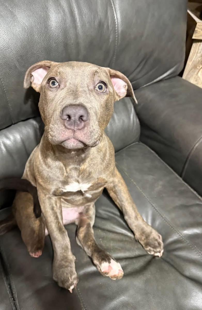 Kaiser Steele (4 months old), adopted, Young Male Pit Bull Terrier.