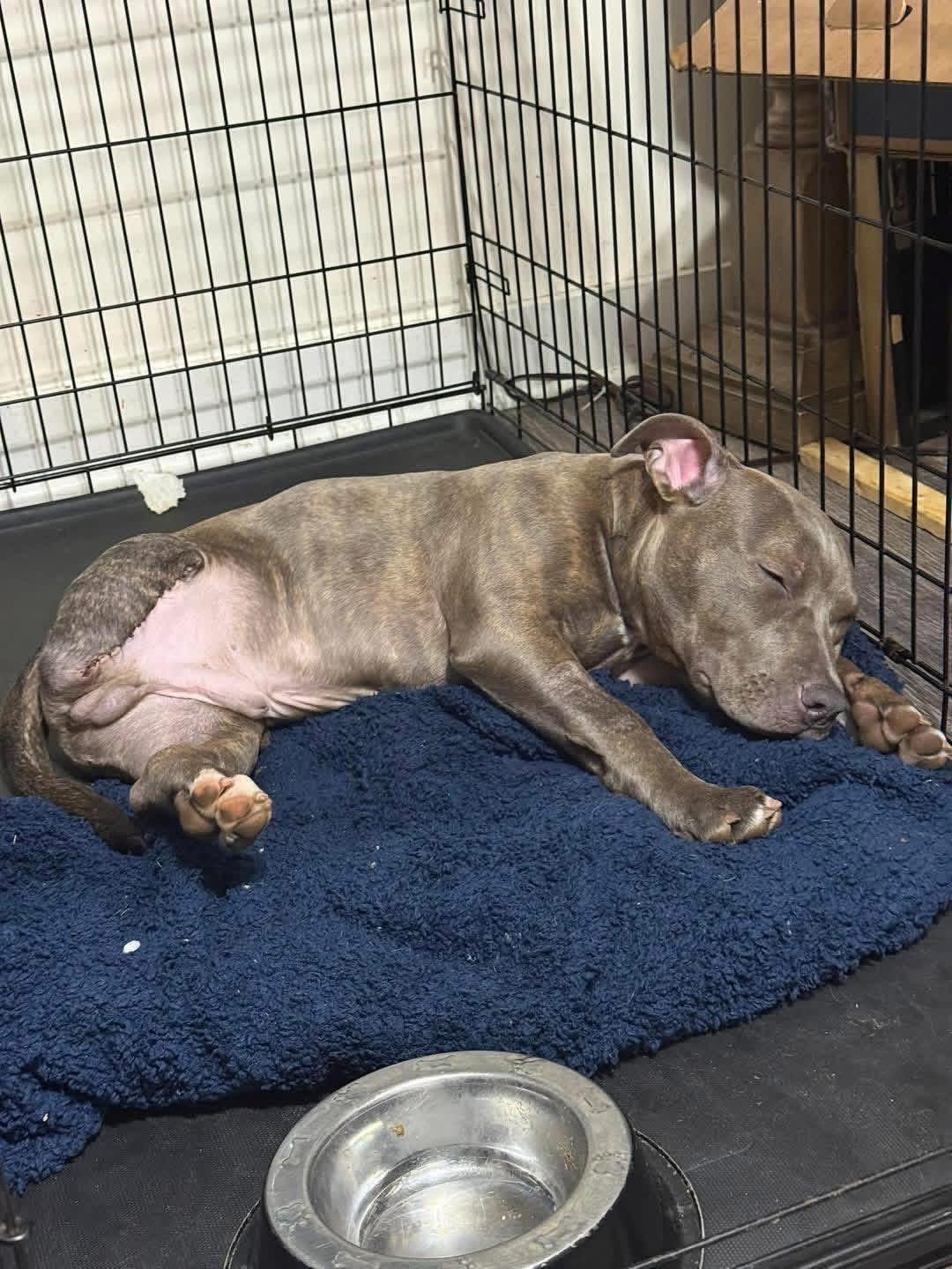 Enlarge Kaiser Steele (4 months old), an adopted Pit Bull Terrier in Albany, NY image 4/5