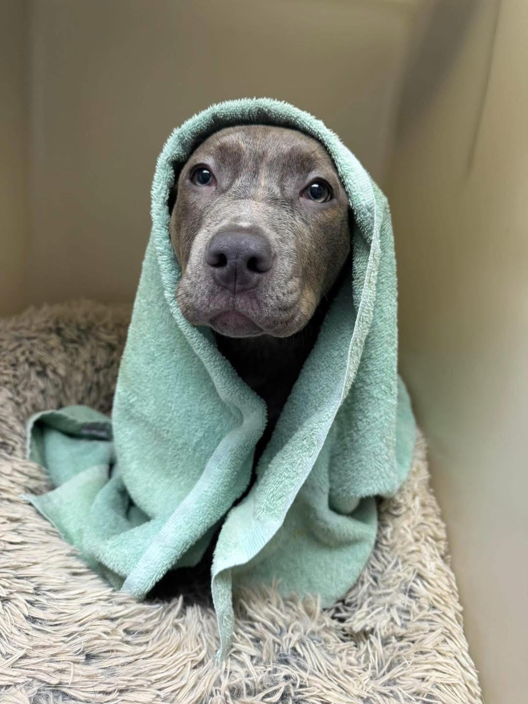 Enlarge Kaiser Steele (4 months old), an adopted Pit Bull Terrier in Albany, NY image 2/5