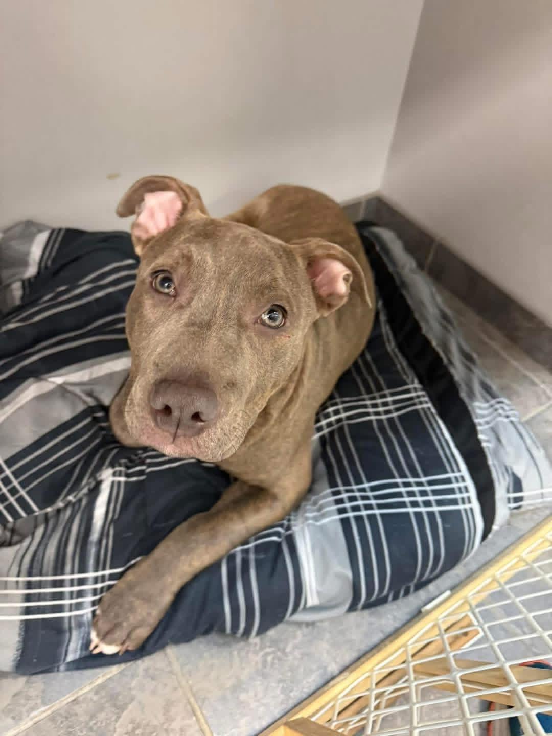 Enlarge Kaiser Steele (4 months old), an adopted Pit Bull Terrier in Albany, NY image 3/5