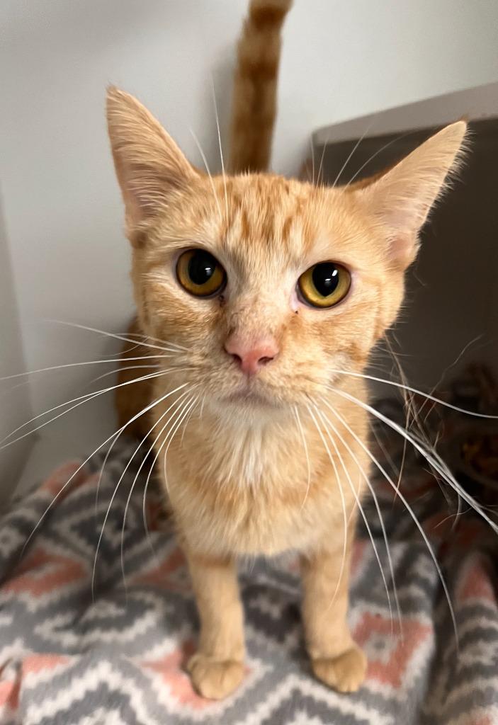 Millie, Adopted, Young Female Domestic Short Hair.