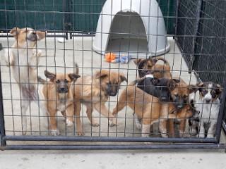 Enlarge Buro, a Adoptable mixed breed in Anaconda, MT image 5/5