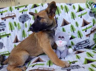 Enlarge Buro, a Adoptable mixed breed in Anaconda, MT image 4/5