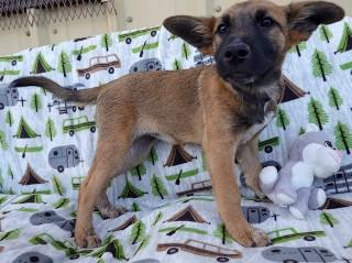 Enlarge Buro, a Adoptable mixed breed in Anaconda, MT image 3/5