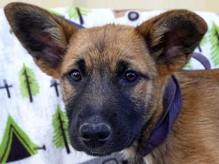 Enlarge Buro, a Adoptable mixed breed in Anaconda, MT image 2/5