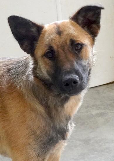 Enlarge Buro, a Adoptable mixed breed in Anaconda, MT image 1/6