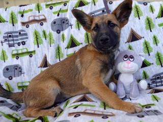 Enlarge Buro, a Adoptable mixed breed in Anaconda, MT image 1/5