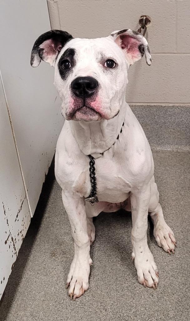 Keva Kerri, Adoptable, Young Female American Bulldog & Boxer.