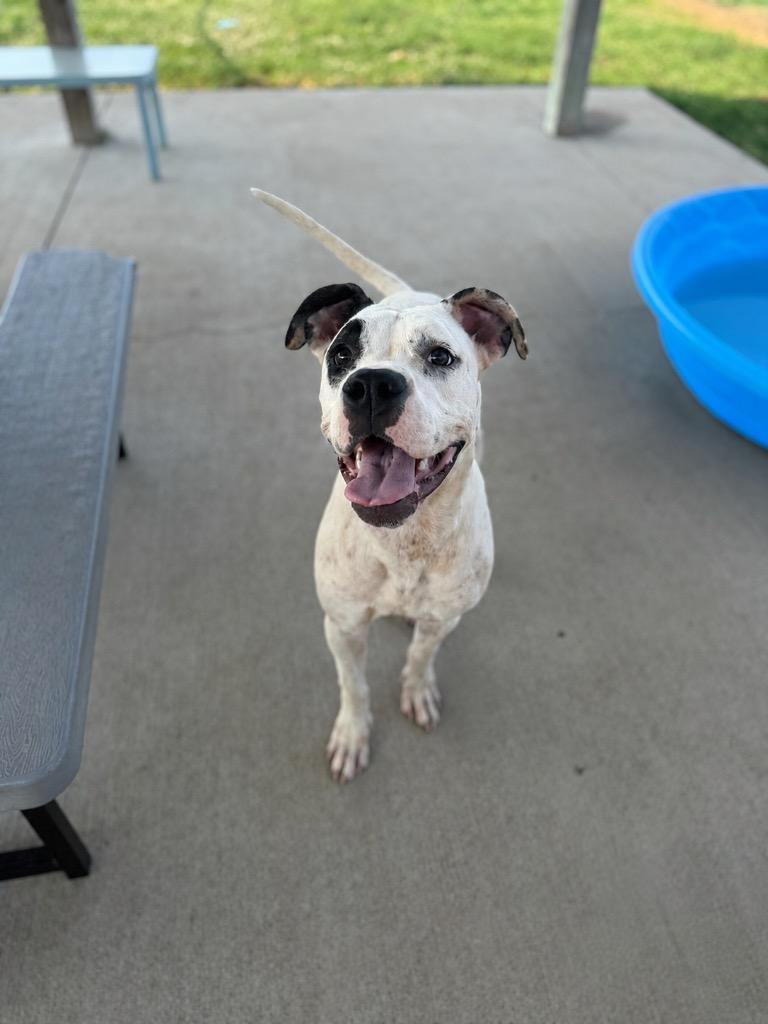 Keva Kerri, a Adoptable mixed breed in Hopkinsville, KY image 2/4
