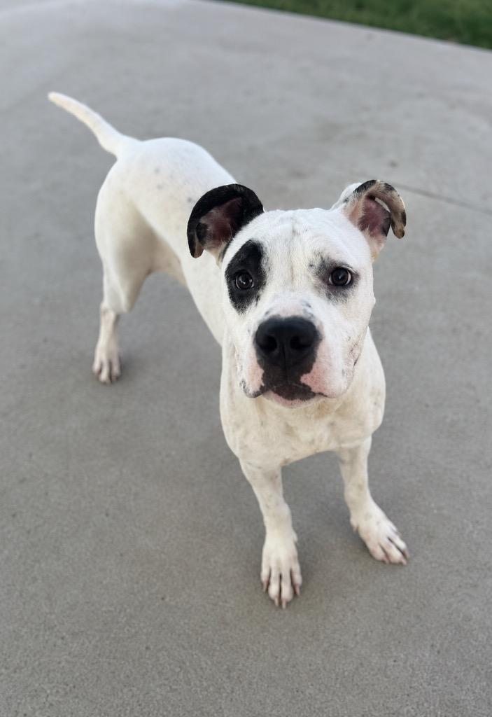 Keva Kerri, a Adoptable mixed breed in Hopkinsville, KY image 3/4