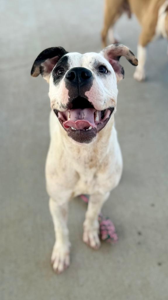Keva Kerri, a Adoptable mixed breed in Hopkinsville, KY image 4/4