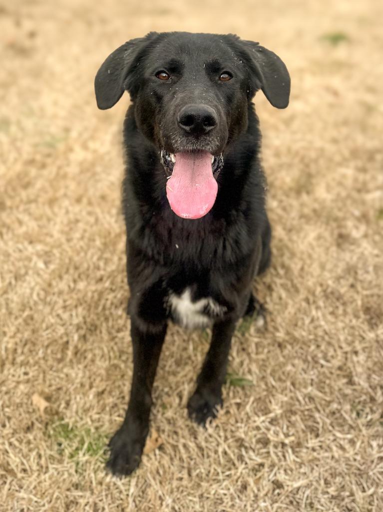 Enlarge Ozzy, a Adoptable mixed breed in Springfield, TN image 2/2