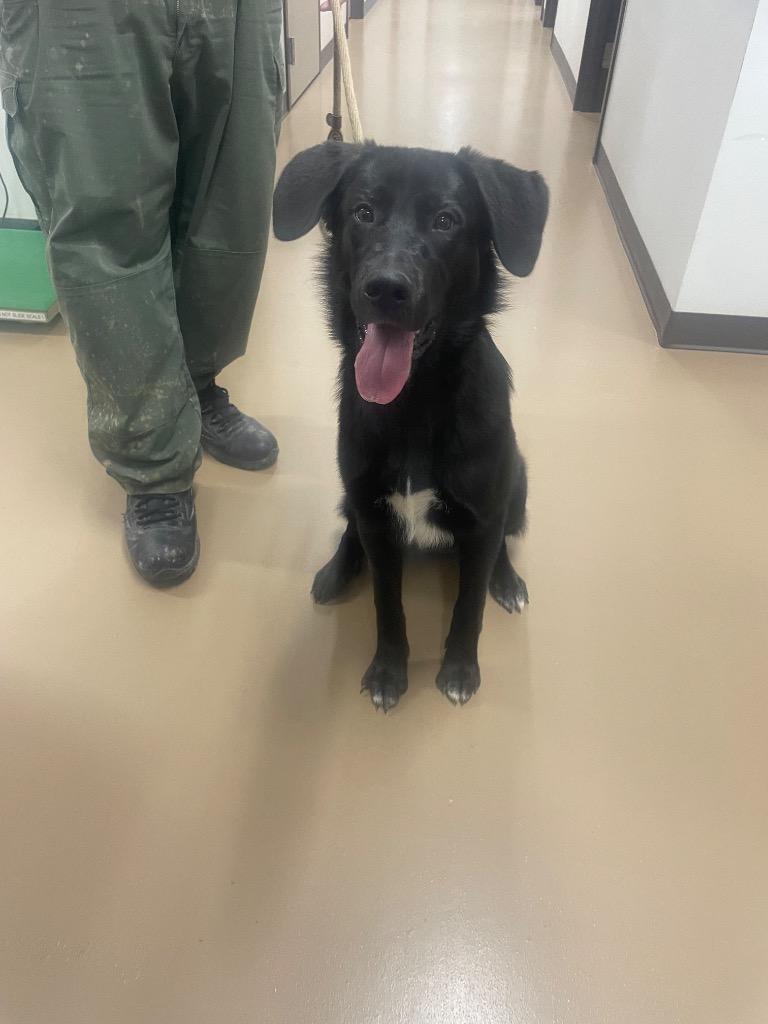 Ozzy, Adoptable, Young Female Labrador Retriever & Golden Retriever.