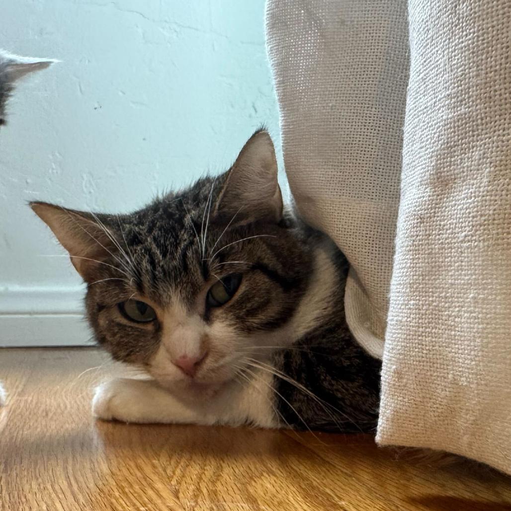 Nori, Adoptable, Adult Female Domestic Short Hair.