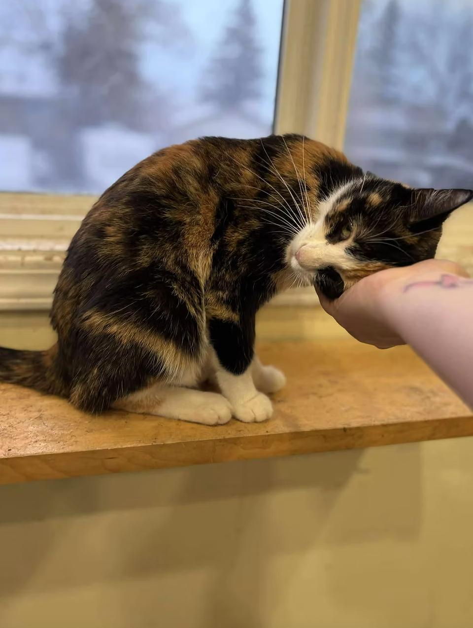 Enlarge Chex, a ADOPTABLE Domestic Short Hair in Calgary, AB image 3/4