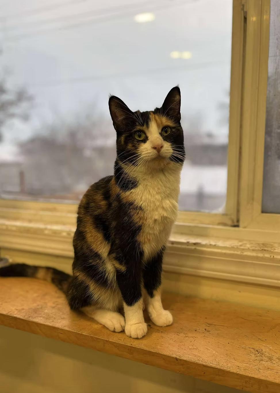 Enlarge Chex, a ADOPTABLE Domestic Short Hair in Calgary, AB image 2/4