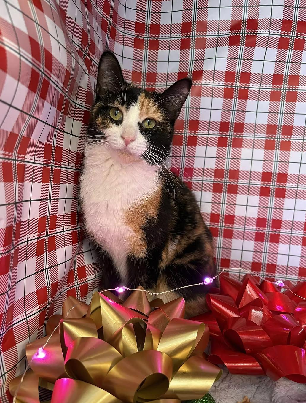 Enlarge Chex, a ADOPTABLE Domestic Short Hair in Calgary, AB image 1/4