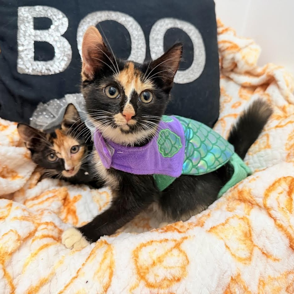 Haley And Harper thumbnail 3