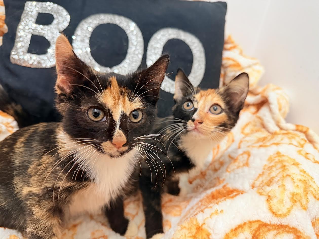 Haley And Harper thumbnail 4