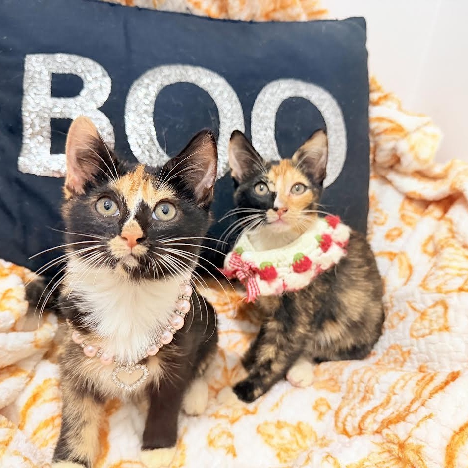 Haley And Harper thumbnail 2