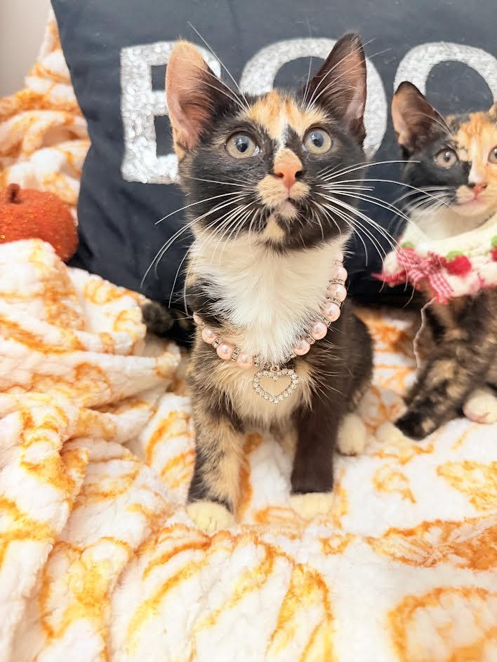 Haley And Harper thumbnail 6